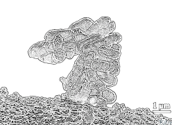 බැක්ටීරියාවයි මුද්‍රණය කළ හැකි වර්ණ පිටු